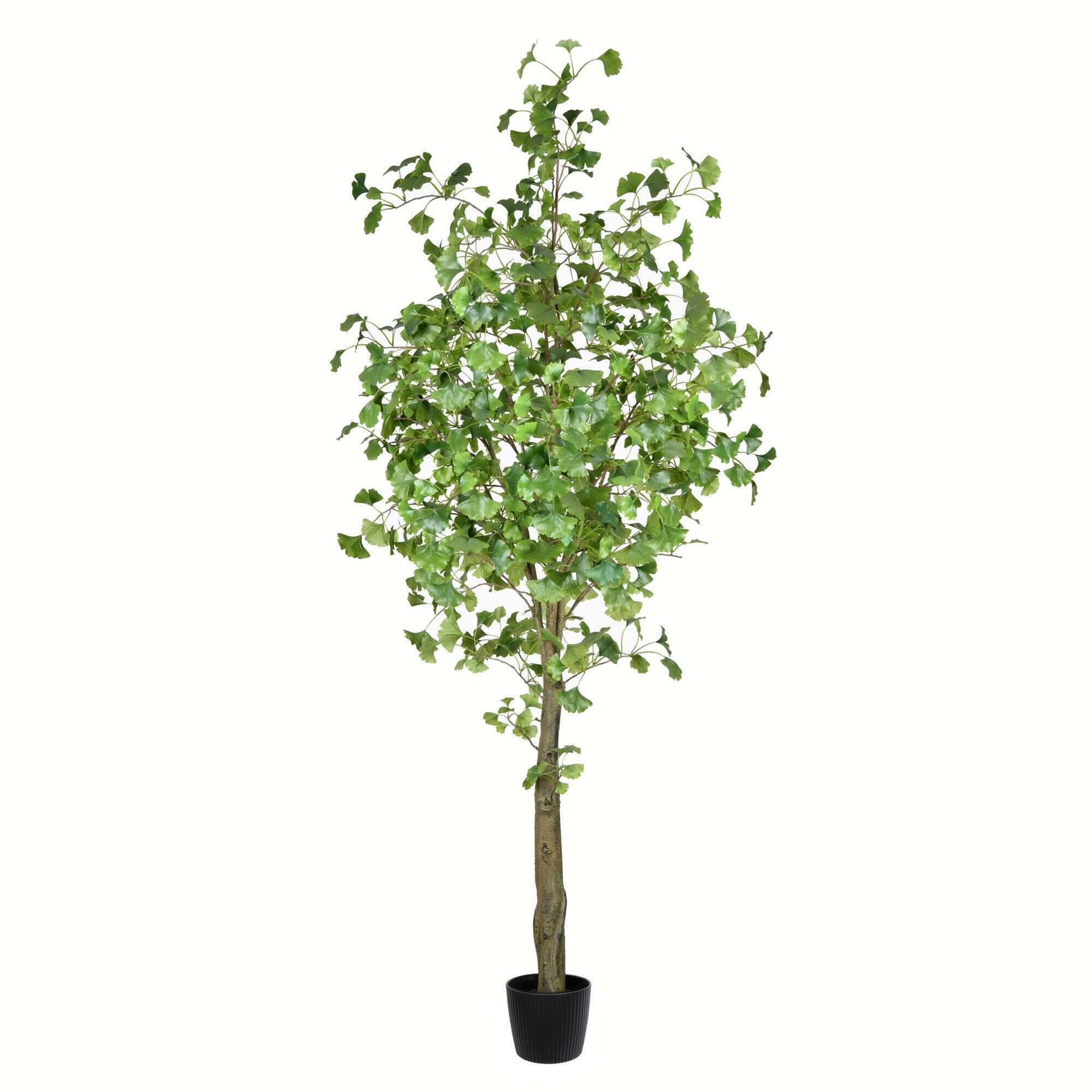 7ft. Potted Ginkgo Tree
